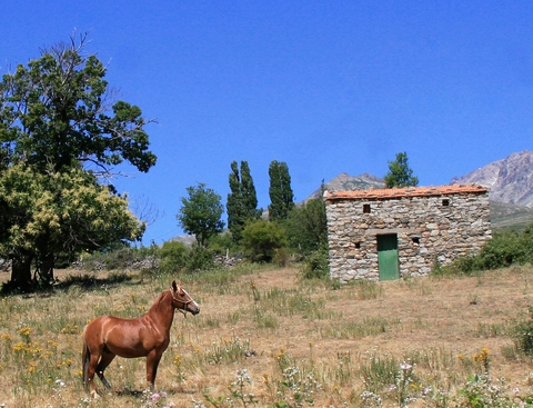 Corsica horseback riding