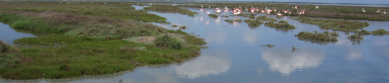 Camargue horse riding