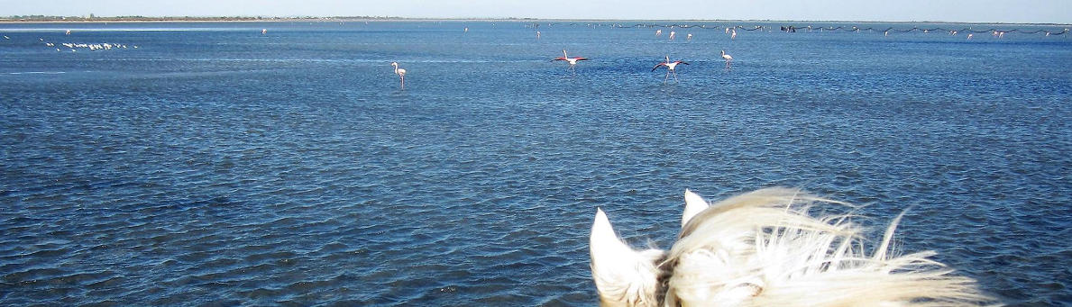 week horse riding Camargue