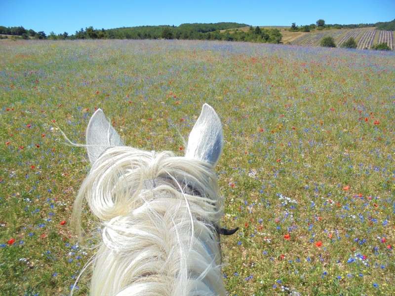 multi day horse trip Provence