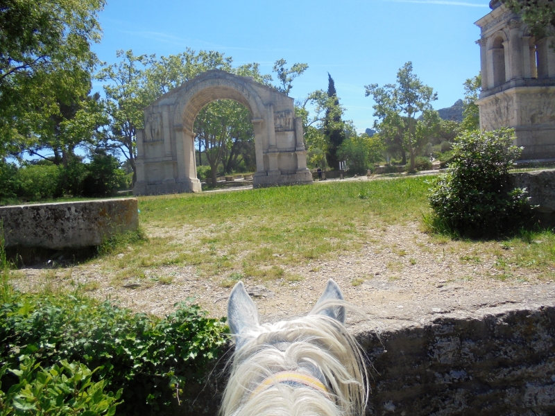Provence week horse