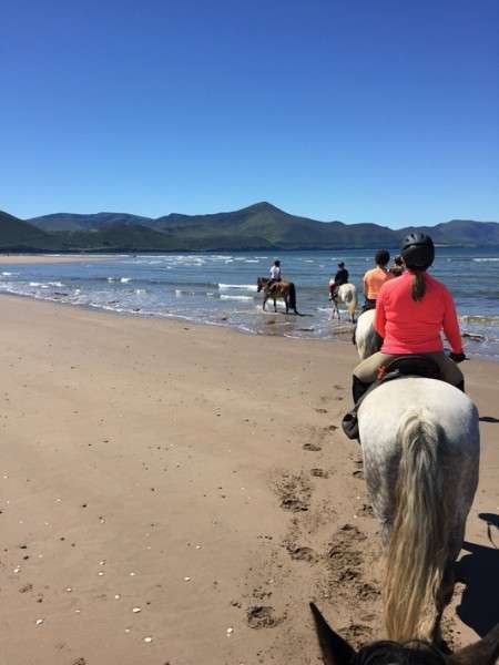 horse travel in ireland