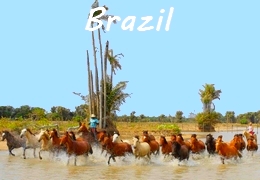 Brazil horse riding