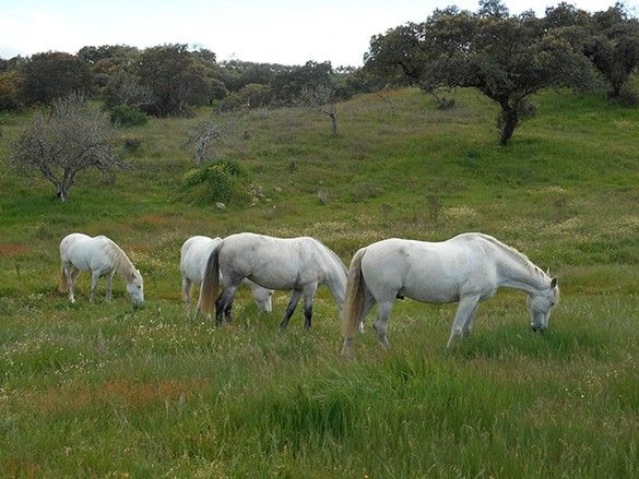 equestrian holiday in Spain