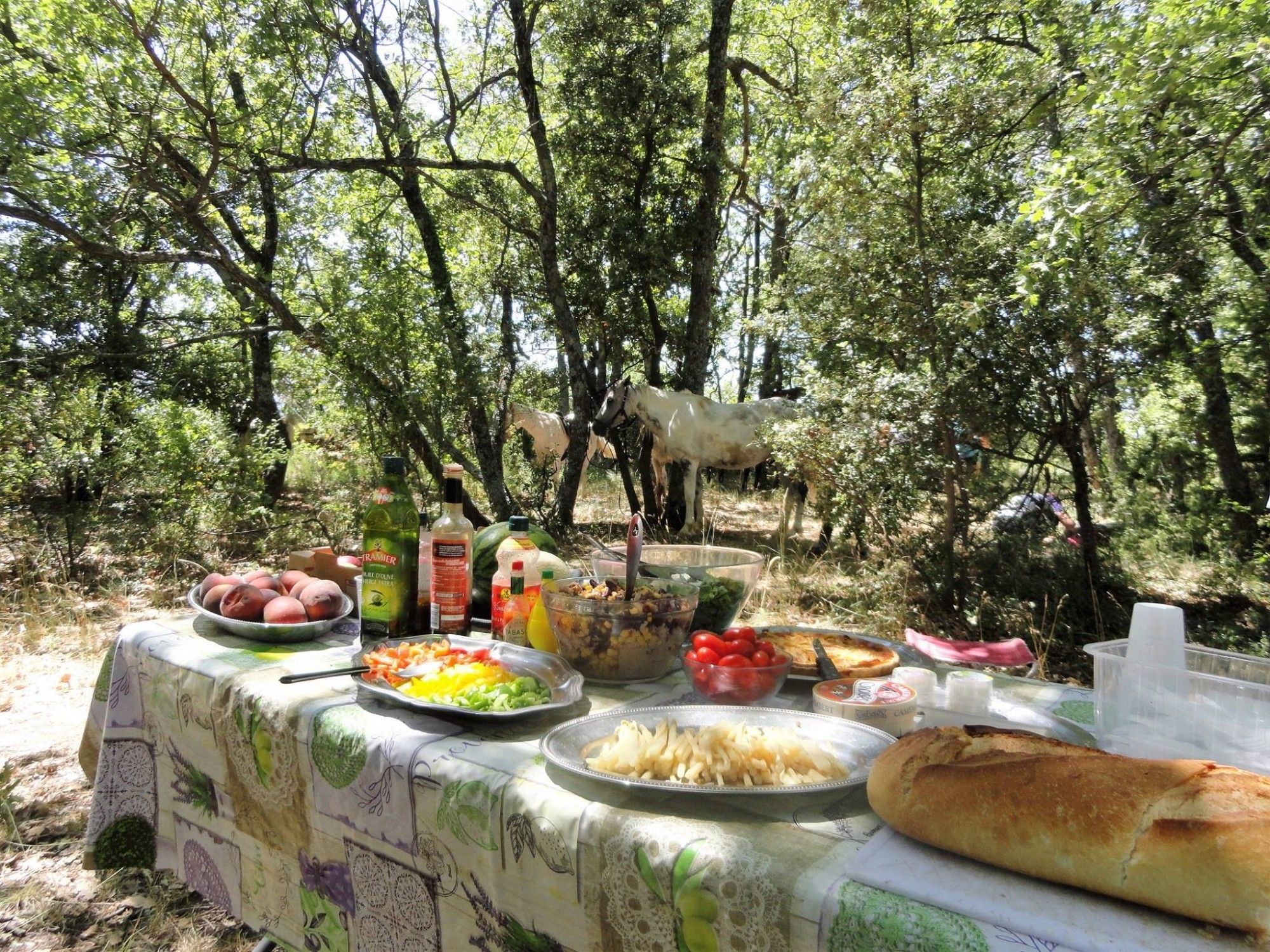 horseback riding trip in provence