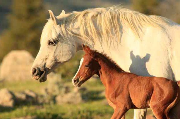 horse riding in a ranch in usa