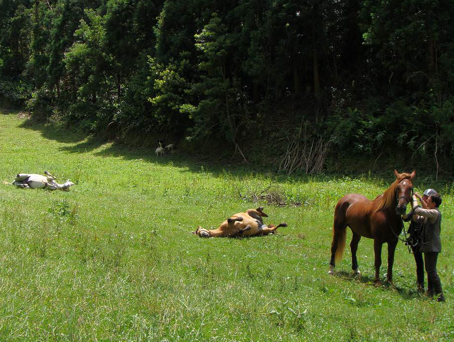 horse riding holiday Azores