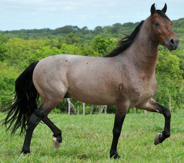 horse riding in Brazil