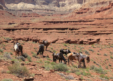 randonnée à cheval Usa