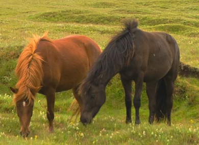 equestrian ride in Iceland