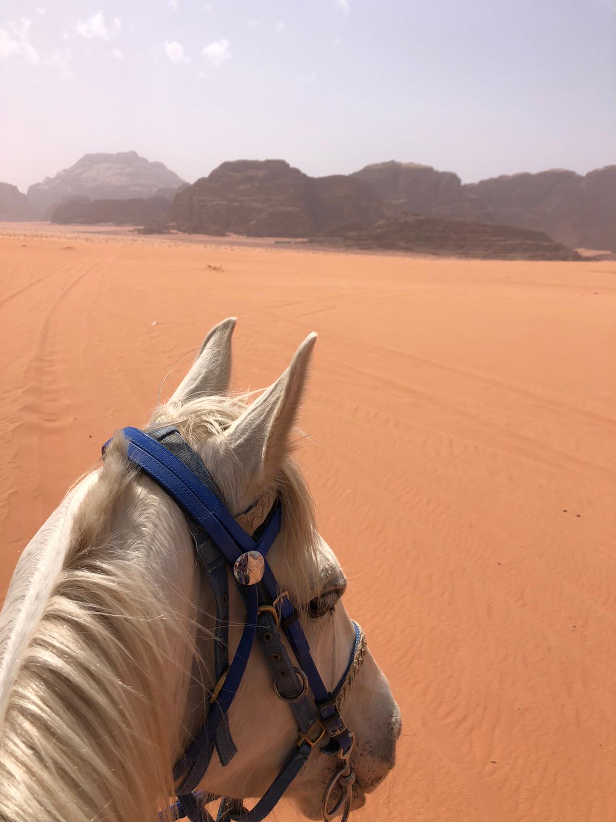 horse riding trip in Jordan