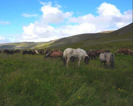 horseback riding holiday in Iceland