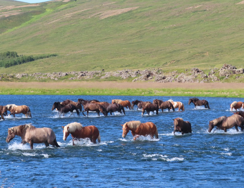 Iceland horse riding holiday