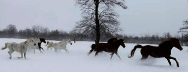 horse riding holiday in Romania