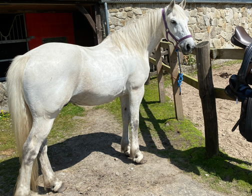 equestrian holidays in Ireland