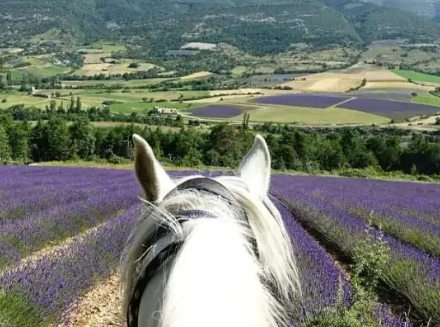 Drome provencale à cheval