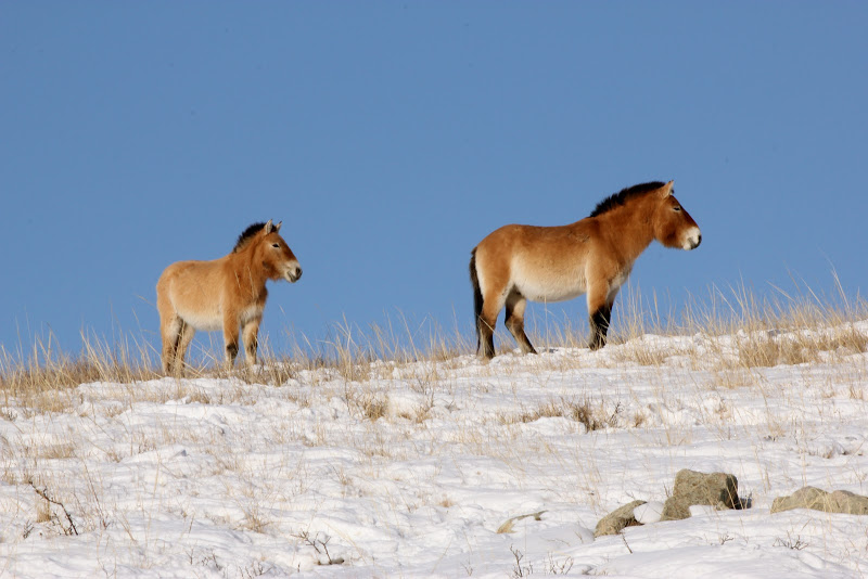 horseback trail ride in mongolia