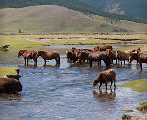 randonnée à cheval Mongolie