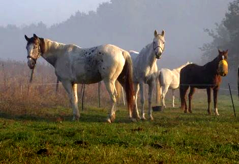 chateaux de la loire on horseback