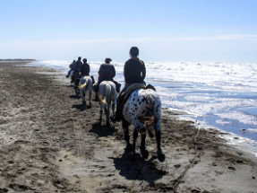 galop a cheval en Camargue