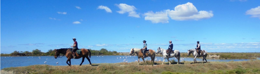 horseback riding in provence: camargue