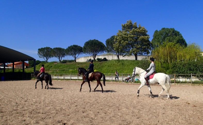 Portugal horse dressage