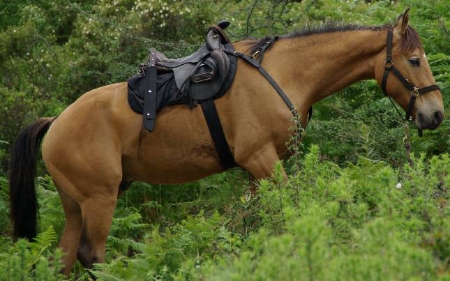 rando cheval en corse