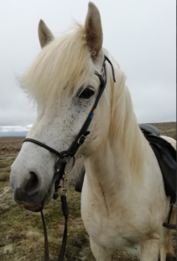 randonnee a cheval en islande