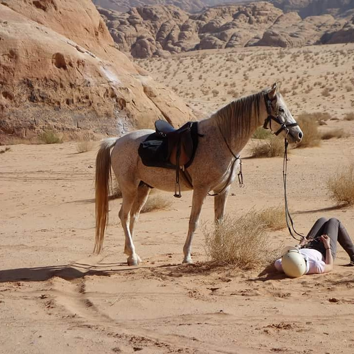 cheval en jordanie