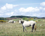 horseback riding in ireland