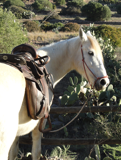 horse riding in andalusia