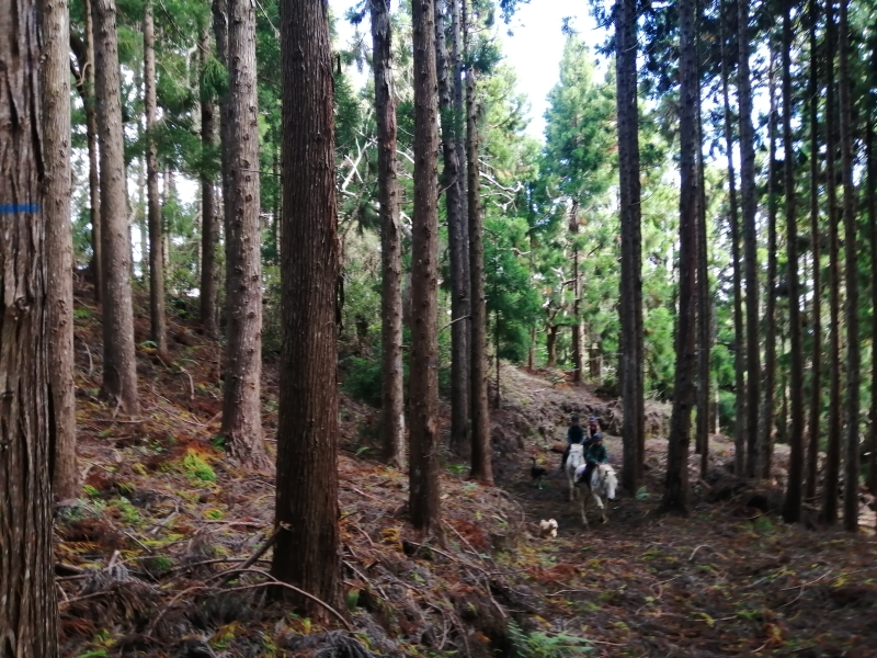 Rando a cheval Reunion