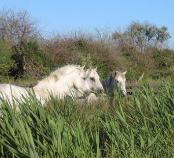 rando a cheval en Camargue
