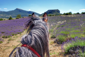 inn  to inn horse trail riding in Provence