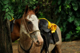 randonnée cheval Costa Rica