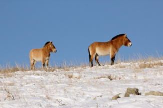 horseback trail ride in mongolia