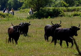 week equestrian vacation Camargue Provence