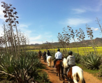 equestrian holidays in Andalusia