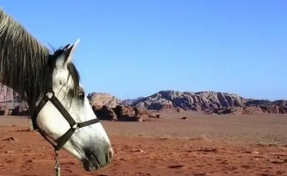 equestrian holiday in Jordan