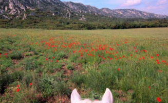 horseback trail ride in Provence