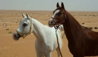 Oman horse riding