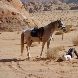 cheval en jordanie