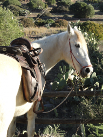 horse riding andalusia