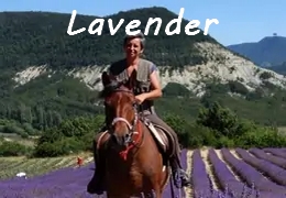 lavender provence horseback riding