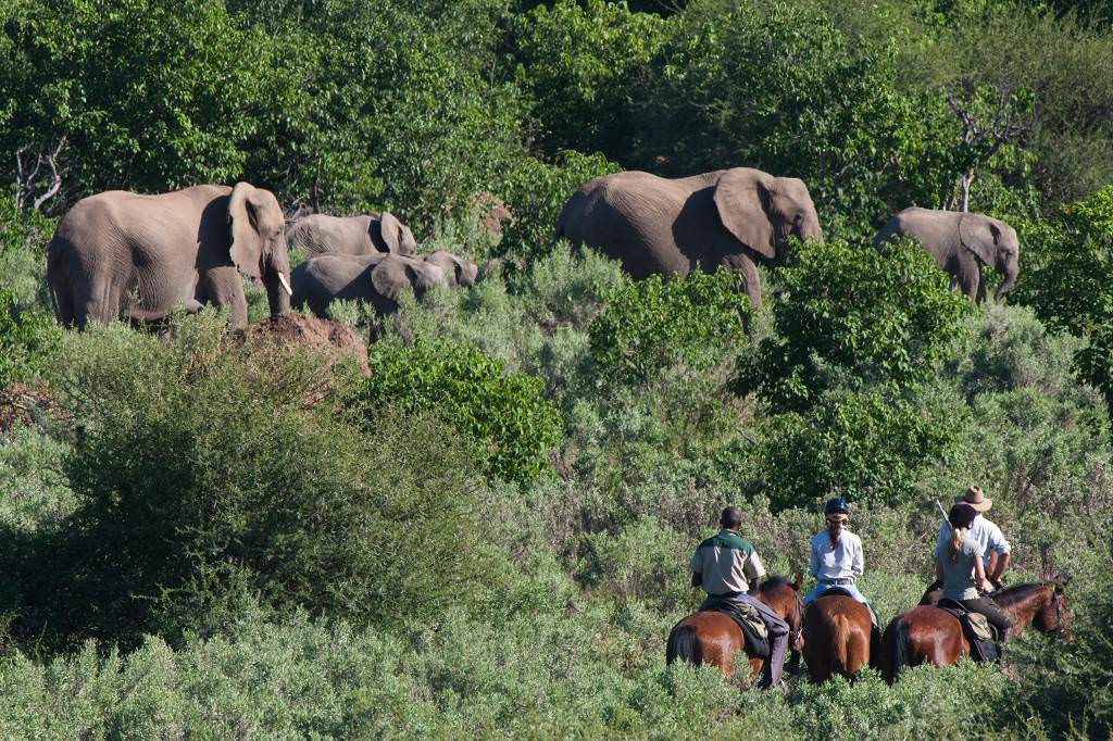 Equestrian Safari in AFRICA : SOUTH AFRICA & BOTSWANA EXPLORER SAFARI