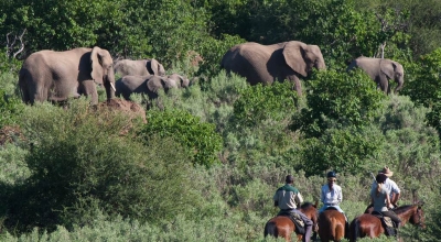 African explorer safari