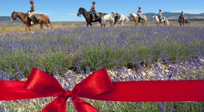 Horse riding holiday gift voucher