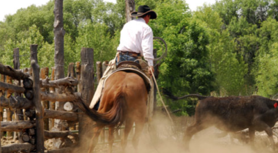 cheval dans un ranch usa