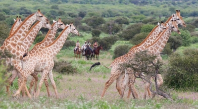 faire un safari a cheval