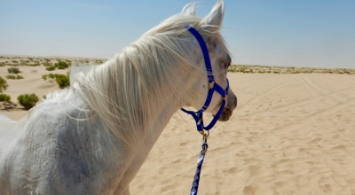 equestrian holiday in Oman